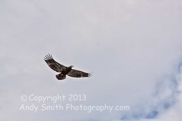 Juvenile Bald Eagle in Flight